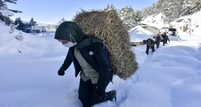 Gümüşhane’de yaban hayvanları aç bırakılmıyor
