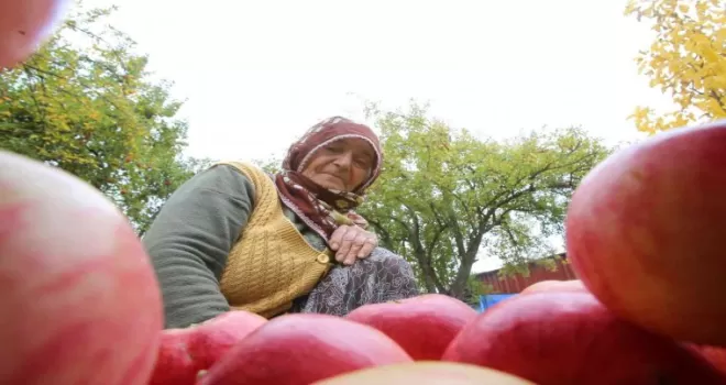 Gümüşhane elmasında hasat başladı
