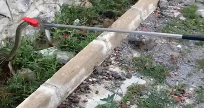 Gümüşhane kent merkezinde yılan operasyonu

