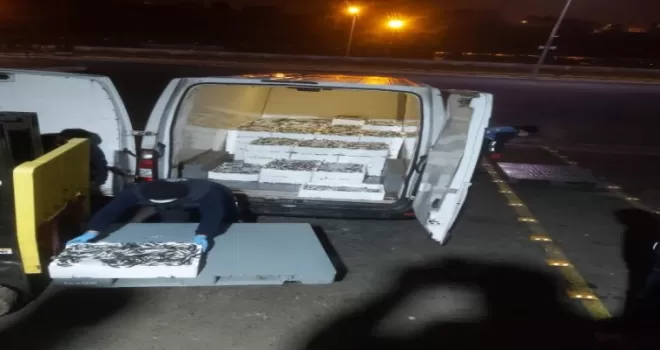 Gürpınar Su Ürünleri Hali’nde canlı deniz böceği ve ıstakoz ele geçirildi
