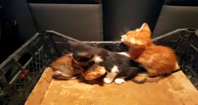 Hafriyat altında kalan 3 yavru kedi kurtarıldı
