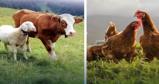 Hayvansal üretimde yükseliş... Sığırdan bala kadar artış var