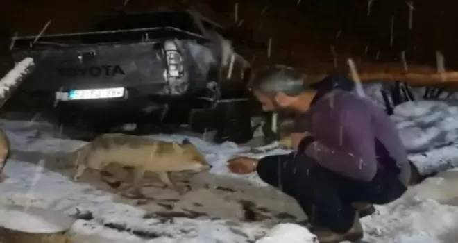 Her gece evine gelen tilkiyi peynirle besliyor
