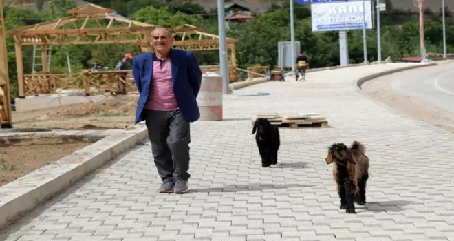 Her yere yavru keçileri ile gidiyor