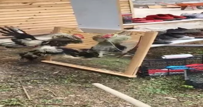 Horoz aynada kendini görürse
