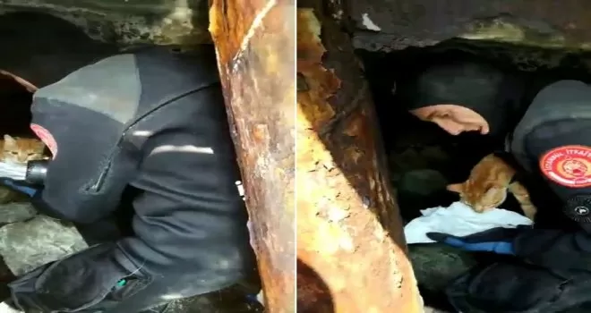 İBB ekiplerinden iskele demirlerinde mahsur kalan kediye kurtarma operasyonu
