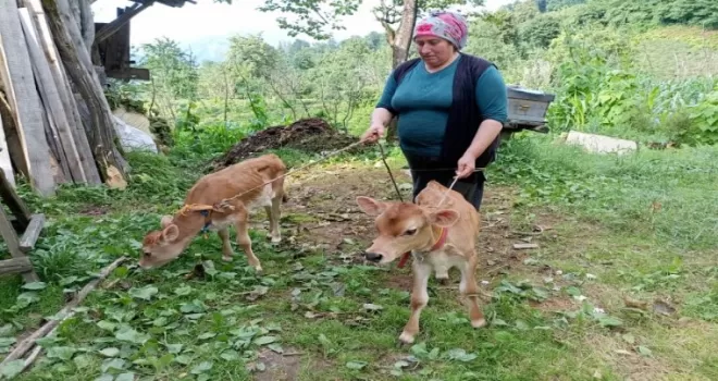 İkiz doğuran inek sahibine mutluluk yaşattı

