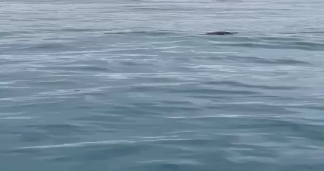 İstanbul Boğazı’nda ortaya çıkan su samuru şaşırttı: “Bunun burada ne işi var“
