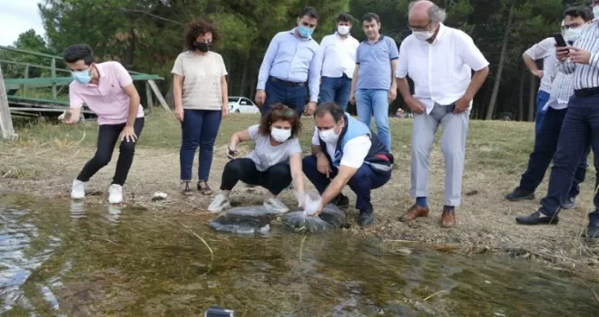 İstanbul’da 14 gölette 573 bin 500 adet sazan yavrusu bırakıldı
