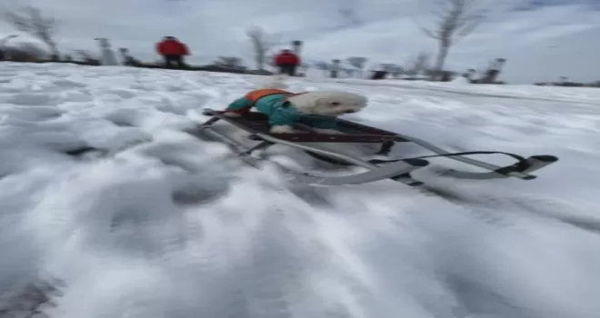 İstanbul’da köpeğin karda kayak keyfi
