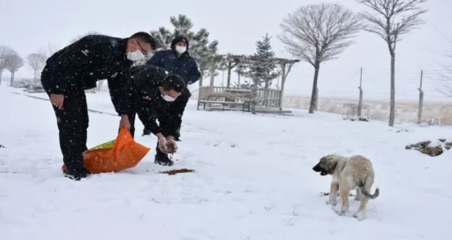 İşyurtları, sokak hayvanlarına besin sağlıyor
