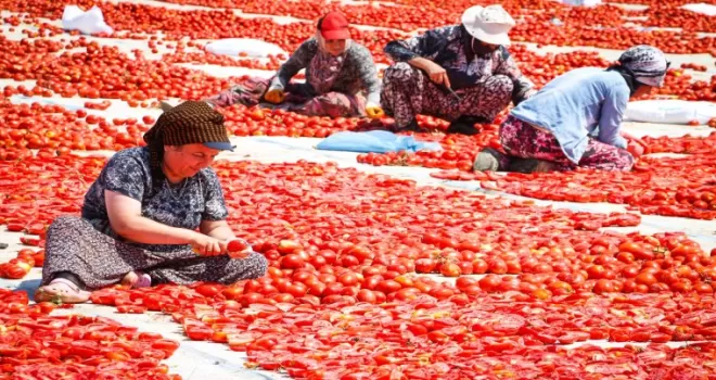 İzmir Büyükşehir’den Torbalı’da ’Kırmızı Altın’ mesaisi