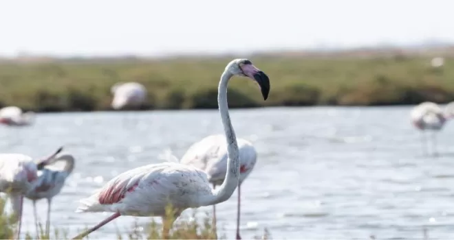 İzmir’de ’Flamingo Yolu’ turları yeniden başladı