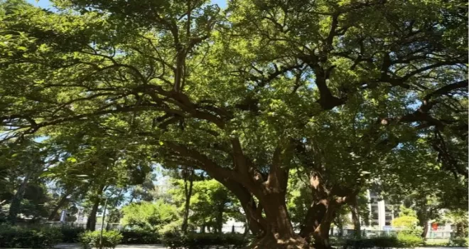 İzmir’de Kültürpark’ın köklerine yolculuk