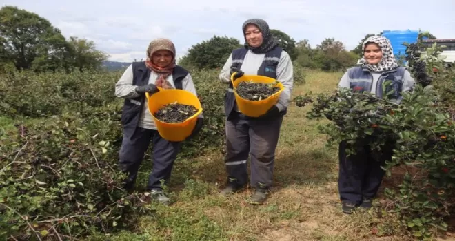 İzmit’te ’süper meyve’ aronya hasadında 5. heyecan
