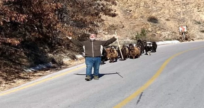 Jandarma kaybolan keçileri dronla buldu
