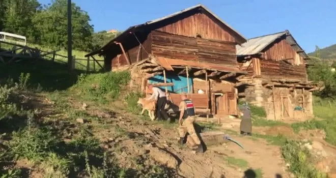 Jandarma kayıp buzağıları drone ile buldu
