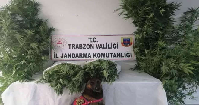 Trabzon'da Jandarma narkotik ve JASAT'tan ortak operasyon