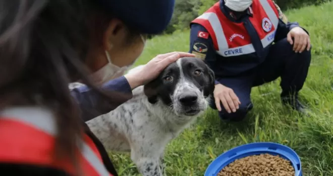 Jandarma tam kapanmada sokak hayvanlarını unutmadı

