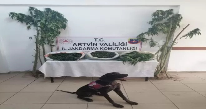 Jandarmadan uyuşturucu operasyonu
