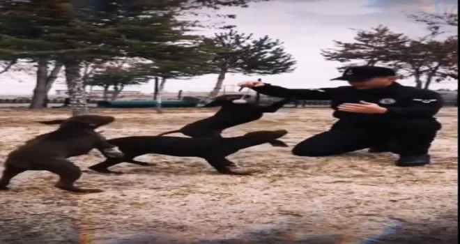 Jandarmanın görev köpekleri eğitimlerine devam ediyor
