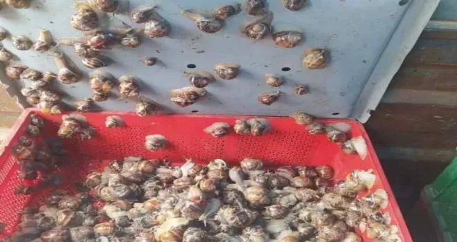 Kaçak salyangoz avcısına ceza
