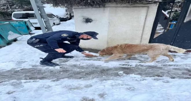Kağıthane polisi soğuk havada sokak hayvanlarını unutmadı
