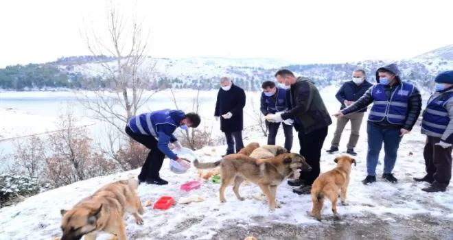 Kahramankazan’da sokak hayvanları ihmal edilmiyor
