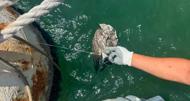 Kanadına misina dolandı... İzmir’den özgürlüğe uçuruldu