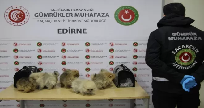 Kapıkule’de bagajdan kaçak köpekler çıktı!