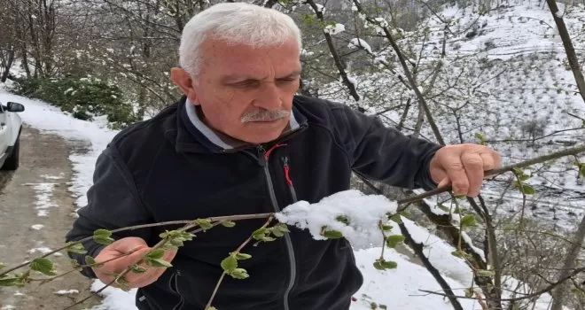 Kar fındığa yaradı