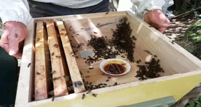 Kar yağışı arıcıları umutlandırdı
