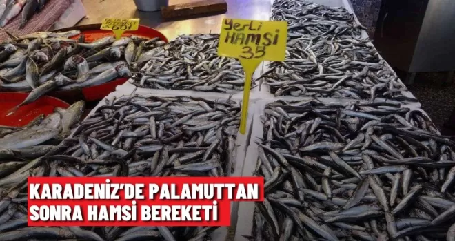 Karadeniz’de palamuttan sonra hamsi bereketi