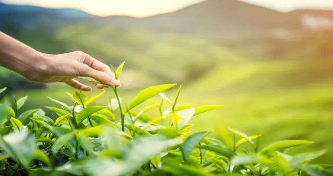 Karadeniz’de yeni sezonun ilk hasadı