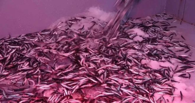 Karadeniz hamsisi yüzleri güldürüyor