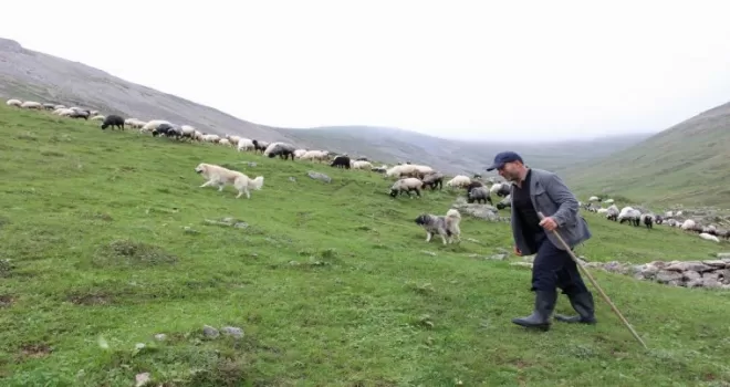 Karadeniz’in son sürü sahipleri
