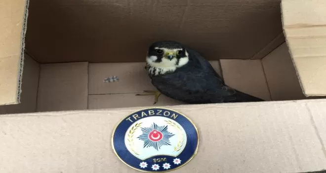 Kargaların saldırdığı kerkenezi polis ekipleri kurtardı
