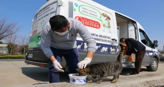 Kartal Belediyesi kısıtlama günlerinde sokak canlarının yanında
