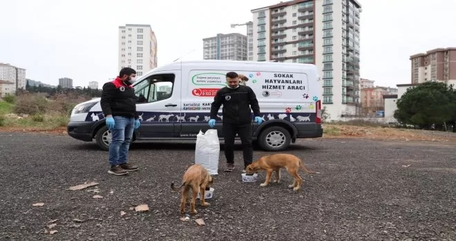Kartal Belediyesi, sokak hayvanlarının yanında
