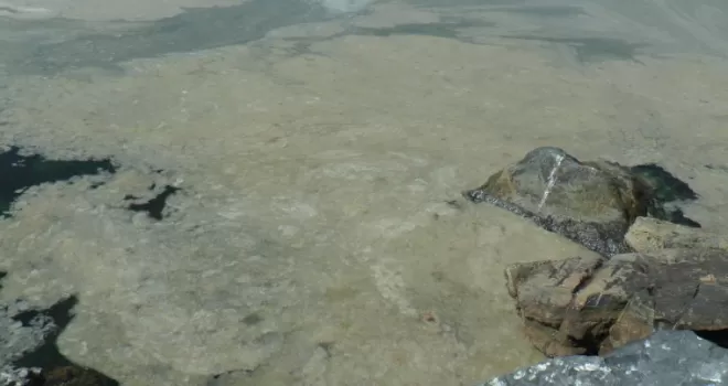 Kartal’da başlayan deniz salyası istilası Pendik Sahillerine kadar geldi
