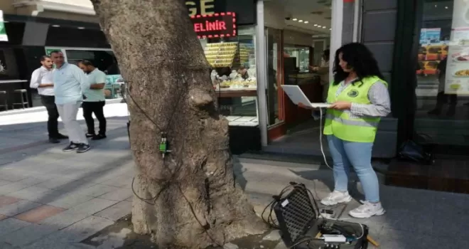 Kartal’da devrilme riskine karşı ağaçların ‘tomografisi’ çekildi
