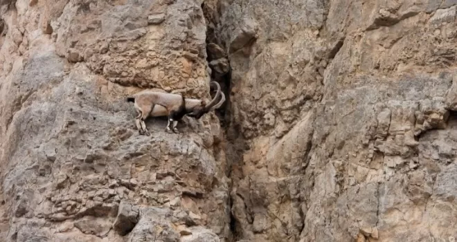 Kayaların usta tırmanıcıları
