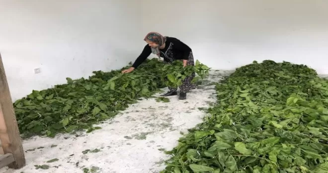 Kaybolmaya yüz tutmuş ipek böceği yetiştiriciliği Nallıhan’da hayat buluyor

