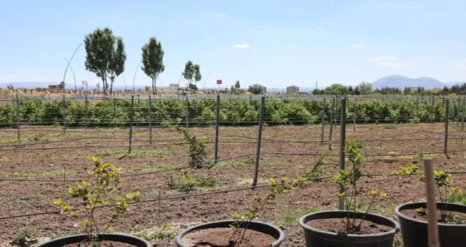 Kayseri Kocasinan’da 60 bin fideli tarımsal üretim