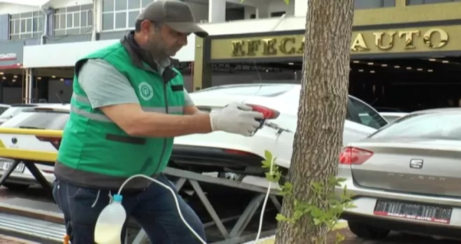 Kayseri Kocasinan’da ağaçlara sıkı koruma
