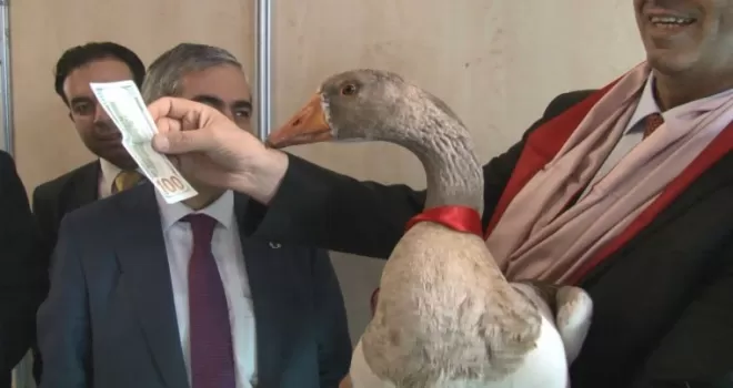 Kazlar podyuma çıktı, en güzeli 100 doları kaptı
