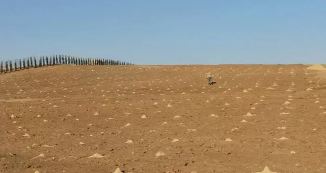 Keçiören Belediyesi 23 dönümlük organik üzüm bağı kurdu
