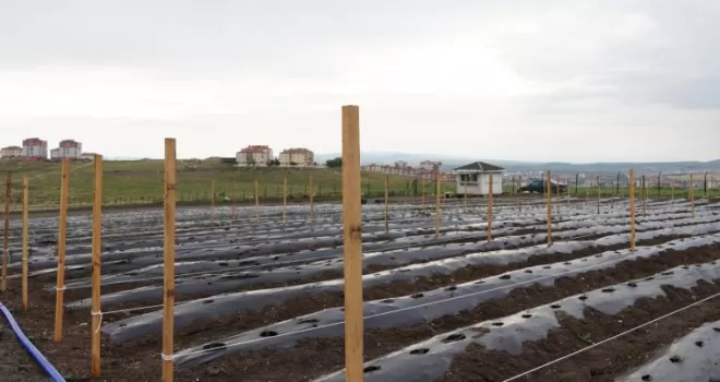 Keçiören Belediyesi devasa yaz bostanı kurdu
