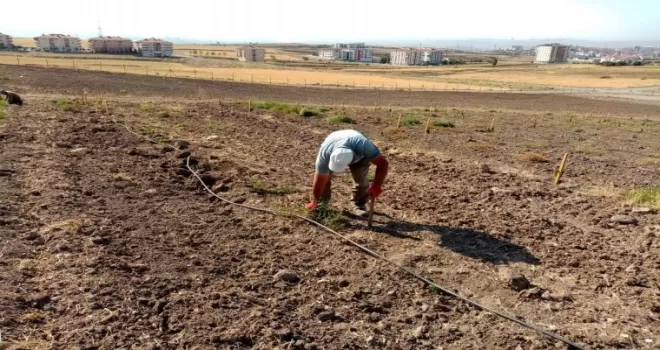 Keçiören Belediyesi üzüm bağı yaprak açtı
