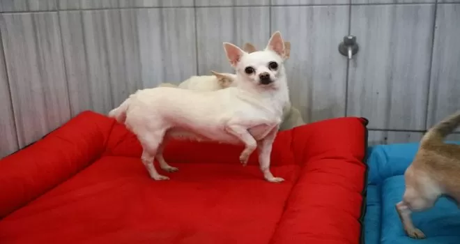 Keçiören’deki sevimli köpeklerin minder keyfi
